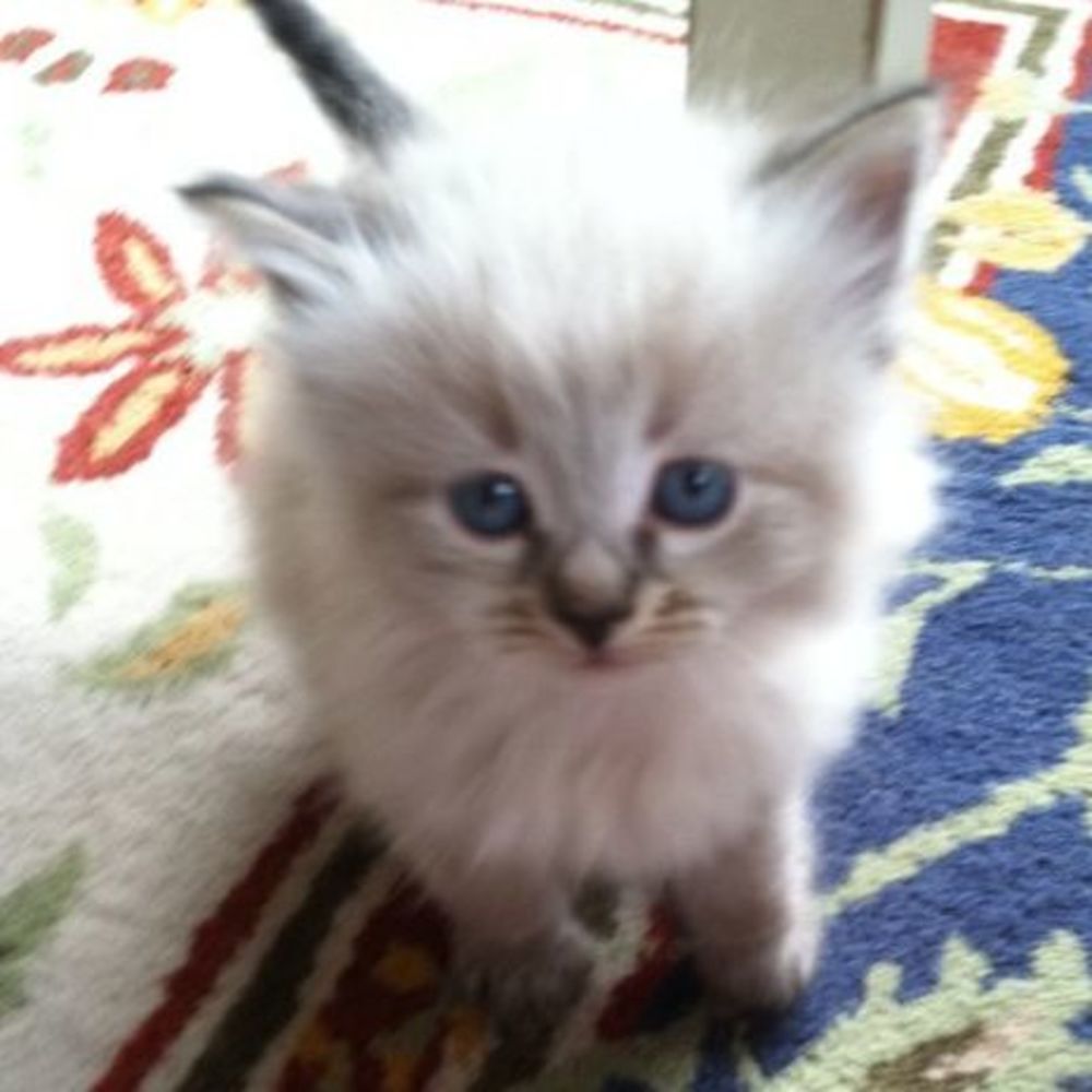 Meet your Posher, Nania's siberian